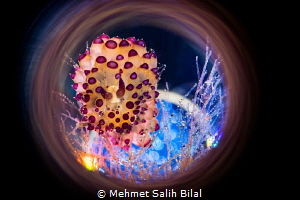Janolus savinkini. 
CD, magic tube and bubble background... by Mehmet Salih Bilal 